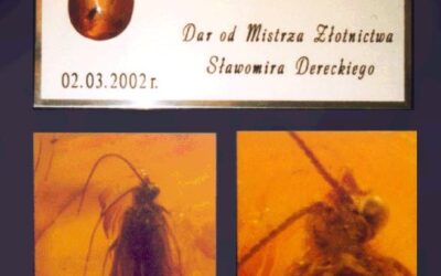 Dar Sławomira Dereckiego dla PAN – bursztyn z Trichoptera sprzed 40 mln lat