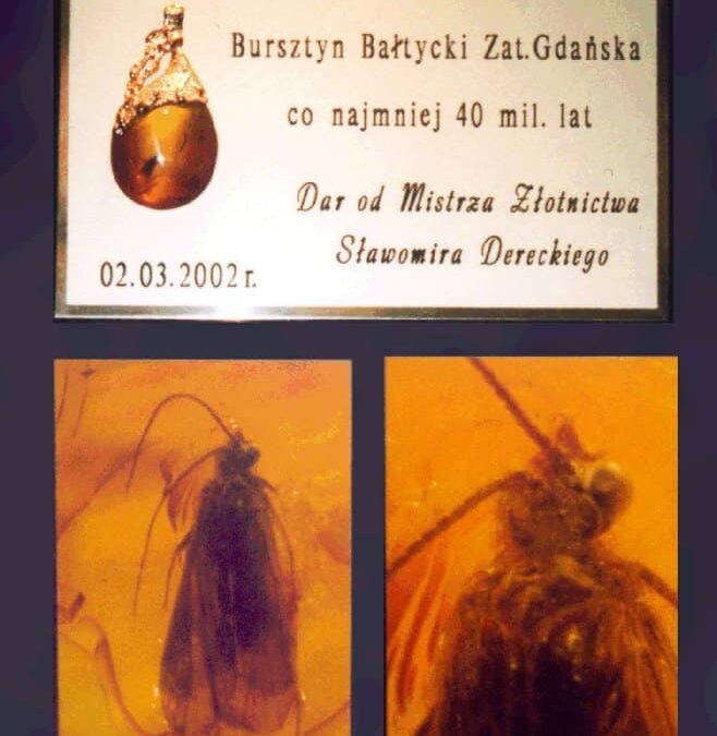 Dar Sławomira Dereckiego dla PAN – bursztyn z Trichoptera sprzed 40 mln lat