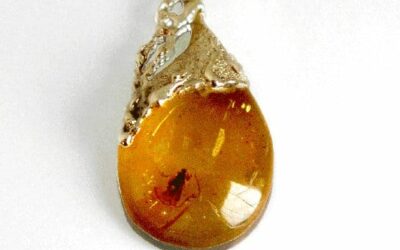 Dar Sławomira Dereckiego dla PAN – bursztyn z Trichoptera sprzed 40 mln lat